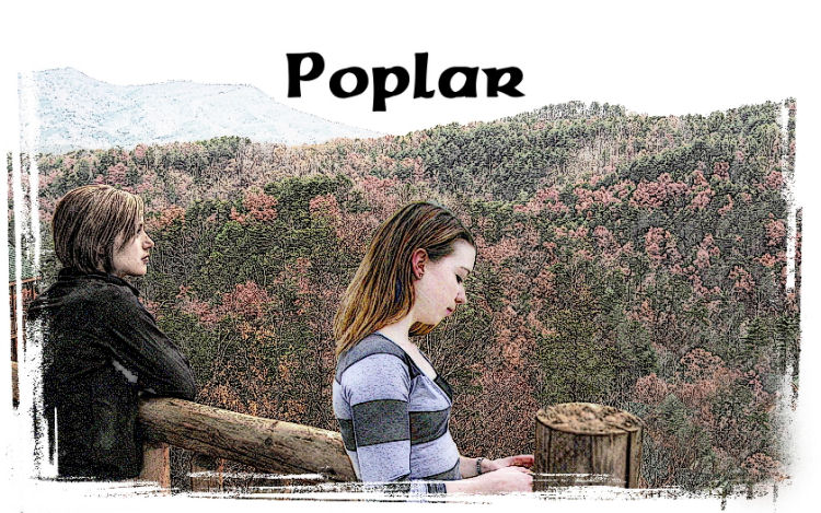 Poplar
